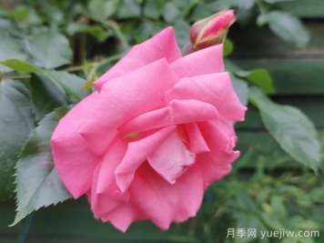戶(hù)外女士月季