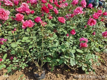 如何提高鹽堿地綠化種植成活率？