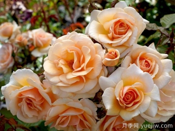 英國皇家園藝學(xué)會(huì )年度月季(RHS ROTY)