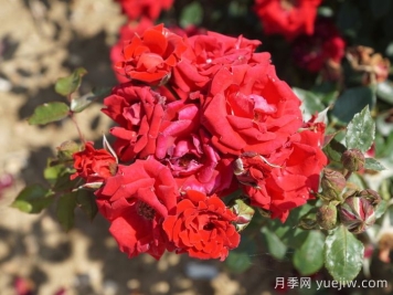 愛(ài)情結月季