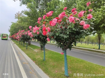 一棵樹(shù)的生態(tài)價(jià)值有哪些？