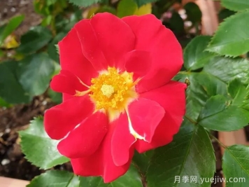秀美音樂(lè )月季/紅葉月季