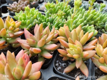 如何才能養好多肉植物？