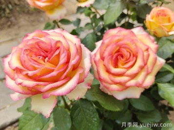 匯總558種常見(jiàn)園林植物，趕快收藏