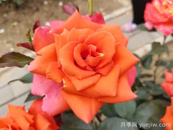 玫瑰，浪漫之花
