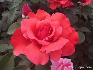 中國十大名花有哪些？