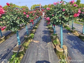 園林苗木從苗圃到工地過(guò)程，教你成為苗木養護專(zhuān)家