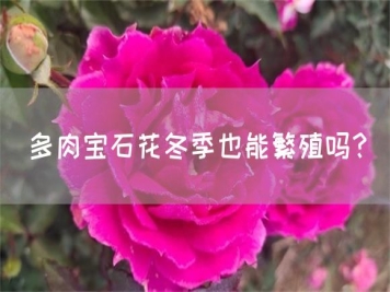 多肉寶石花冬季也能繁殖嗎？
