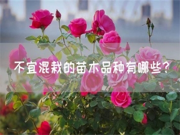 不宜混栽的苗木品種有哪些？