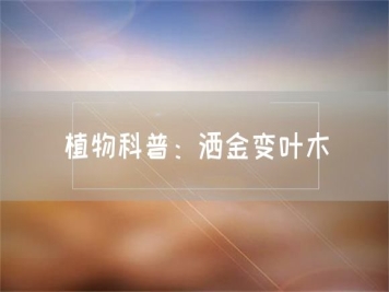 植物科普：灑金變葉木