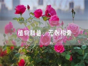 植物科普：無(wú)刺構骨