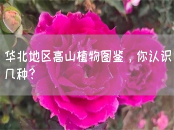 華北地區高山植物圖鑒，你認識幾種？