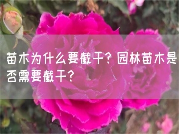 苗木為什么要截干？園林苗木是否需要截干？