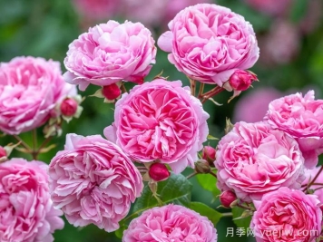 玫瑰花，愛(ài)情與時(shí)光交織的絢爛詩(shī)篇