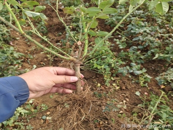 月季裸根苗到手養護，修剪種植步驟很簡(jiǎn)單