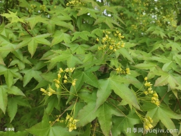五角槭、茶條槭、梣葉槭、銀白槭、紅花槭的介紹