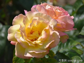 花比臉大月季系列，十個(gè)超大花的月季品種
