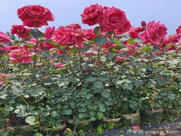 月季瘦弱徒長(cháng)沒(méi)分枝怎么辦？強壯枝條開(kāi)花多的養護辦法