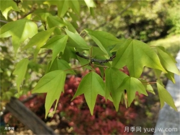 如何分辨三角楓、五角楓、元寶楓、雞爪槭，有圖片