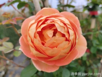 夏洛特夫人月季有什么缺點(diǎn)？