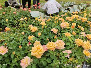 月季小苗的緩苗辦法？提高移栽成活率