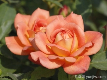 夏洛特夫人月季優(yōu)缺點(diǎn)有哪些？