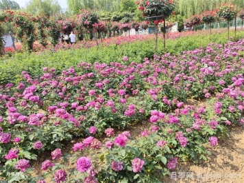 12種常見(jiàn)花境類(lèi)型，你喜歡哪一種？