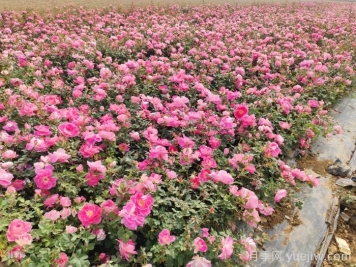 園林綠化怎樣搶救萎蔫的月季花？