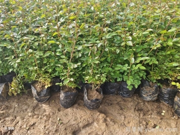 春季如何提高綠化工程新栽植物的成活率？