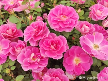 植物怎樣搭配以實(shí)現四季有景？