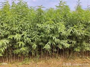 桃樹(shù)苗