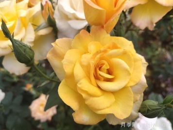 現代月季的分類(lèi)及特點(diǎn)