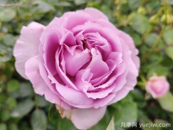 賞中國月季文化，詩(shī)詠月季花