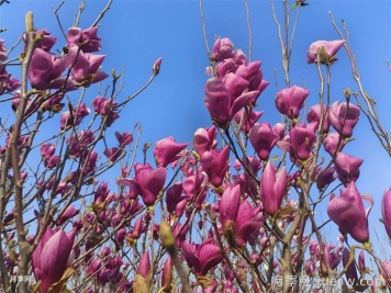 南陽(yáng)南召：打造省級玉蘭科研平臺