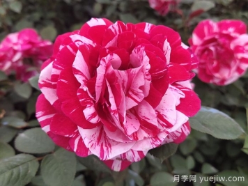 節日禮花月季