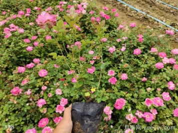 ?月季整株打焉耷拉是怎么回事？
