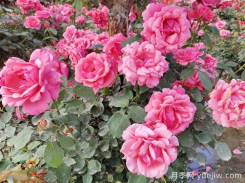 分享10種經(jīng)典大花月季，開(kāi)花鮮艷美翻春季
