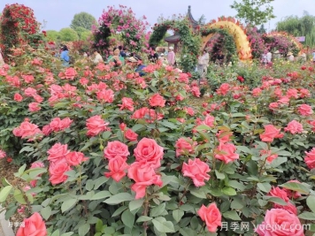 如何打造一個(gè)月季花園？品種選擇、花園規劃、工具準備