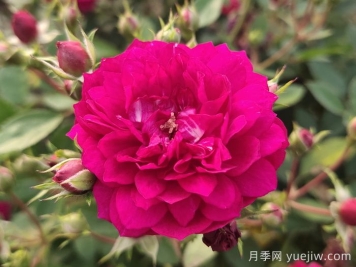 甜蜜馬車(chē)微型月季難種嗎？甜蜜馬車(chē)該如何養？