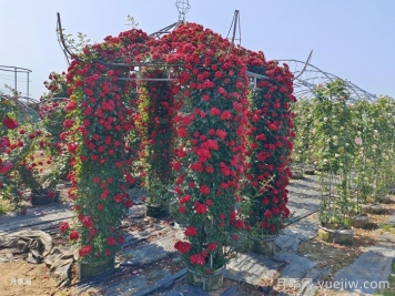 爬藤月季怎么牽引到墻壁上？輕松做月季花墻