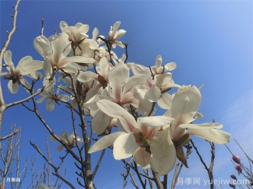 白玉蘭，花界高冷女神