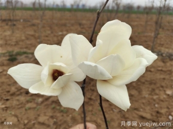 六種玉蘭介紹：白玉蘭、紫玉蘭、二喬玉蘭、望春玉蘭、飛黃玉蘭、寶華玉蘭