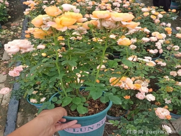 盆栽月季怎么養？分享4點(diǎn)關(guān)鍵技巧