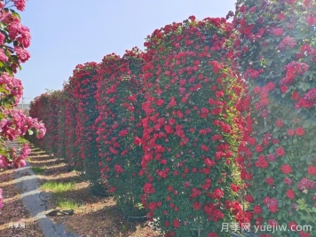 推薦13個(gè)藤本植物爬到花墻，開(kāi)出一片花海
