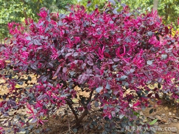 庭院低維護長(cháng)效植物推薦，打造你的專(zhuān)屬小院子