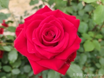 常見(jiàn)的鄉土植物有哪些？