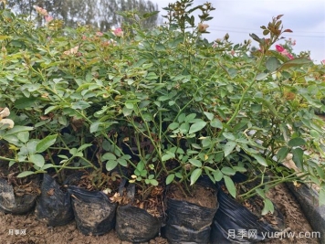 6種花卉春天喜歡肥，必有月季花