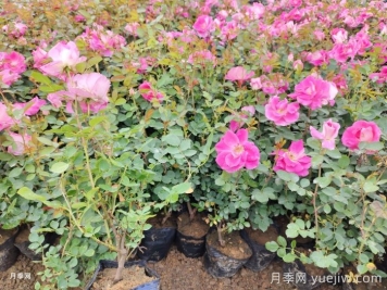 月季移栽后黃葉打焉怎么辦？盆栽月季小苗移栽問(wèn)題