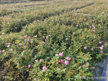 月季花怎么澆水和施肥？
