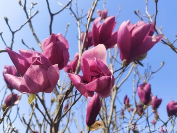 紫玉蘭樹(shù)和雞爪槭樹(shù)的介紹與價(jià)格